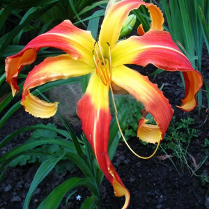 Саженцы Лилейник Long Tall Sally Trimmer (Лонг Тол Сэлли Тример)