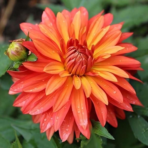 Саженцы Георгина декоративная низкорослая Melody Swing (Мелоди Свинг)