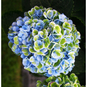 Гортензия Magical Revolution Blue