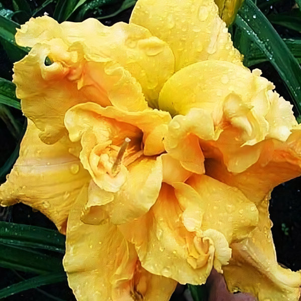 Саженцы Лилейник Alexanders Ragtime Band (Александерс Рэгтайм Бэнд)