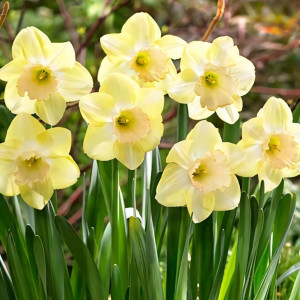 Нарцисс крупноцветковый Модуляция (в упаковке - 3шт.)