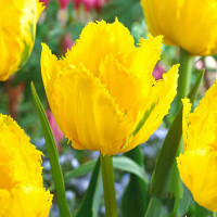 Луковицы Тюльпан бахромчатый Криспи Мери (в упаковке - 3шт.)