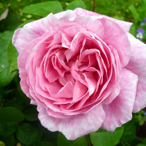 Саженцы Роза английская Мери Роуз