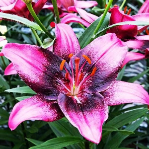  Лилия азиатская Purple Dream (Пурпл Дрим)