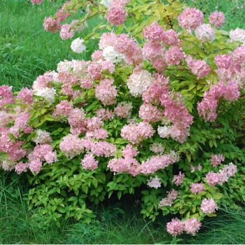 Гортензия метельчатая Confetti (Конфетти)