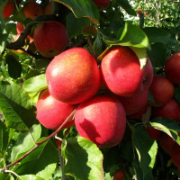 Саженцы Яблоня Пинова