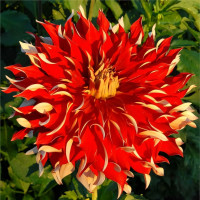 Саженцы Георгина Nick Sr