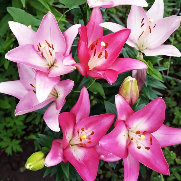 Луковицы  Лилия ЛА гибрид Arbatax (Арбатакс) (3шт.)