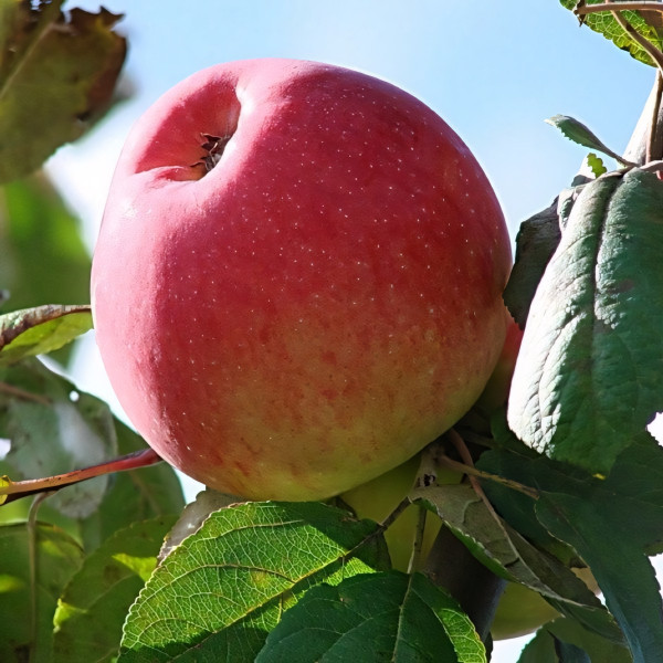 Саженцы Яблоня Уэлси