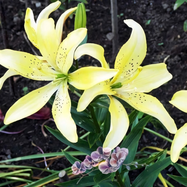 Луковицы  Лилия АОА гибрид Fields Of Gold (Филдс Оф Голд) (3шт.)