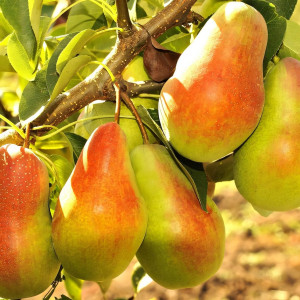 Саженцы Груша Талгарская Красавица