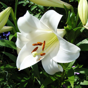  Лилия LOO гибрид White Triumphator (Уайт Триумфатор)