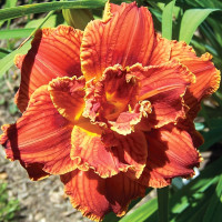 Саженцы Лилейник Paprika Flame (Паприка Флейм)