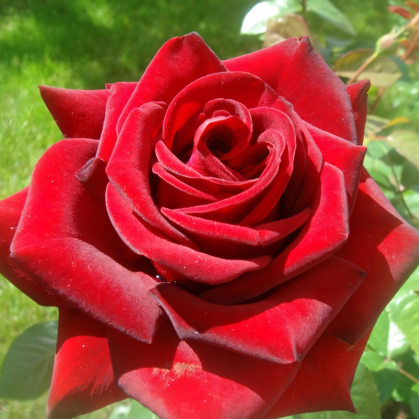 Саженцы Роза чайно-гибридная Ред Мэджик