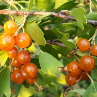 Саженцы Смородина золотистая Янтарная