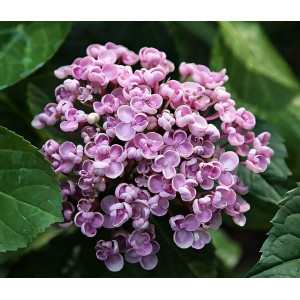 Гортензия крупнолистная Aisha