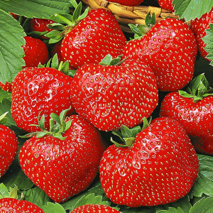 Клубника (крупноплодная) Вима Тарда 5 шт. в упаковке