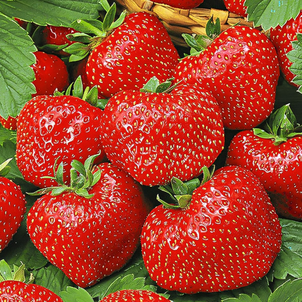 Клубника (крупноплодная) Вима Тарда 5 шт. в упаковке