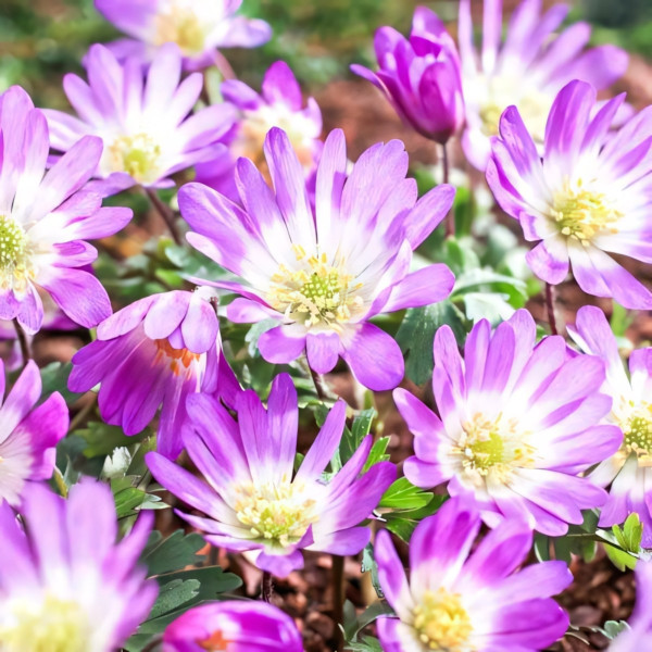 Саженец Анемона Бланда Пинк Стар