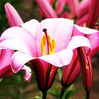Луковицы  Лилия трубчатая Pink Planet (Пинк Планет) (3шт.)