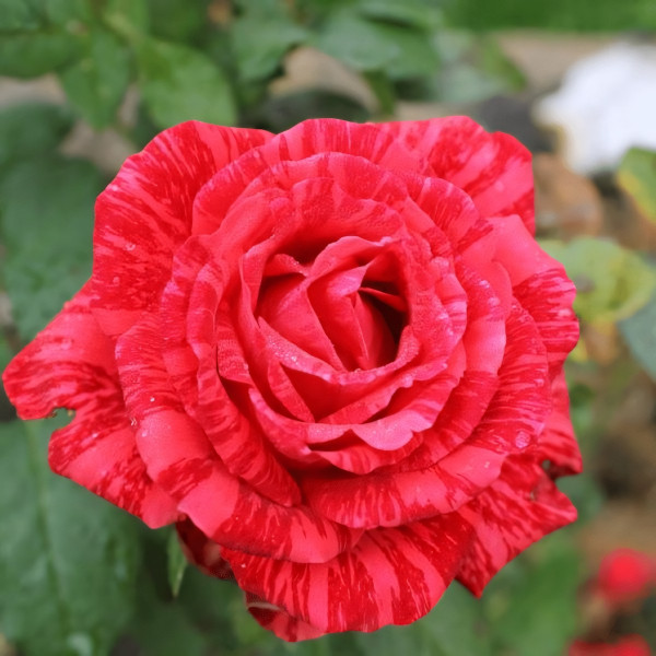 Саженцы Роза чайно-гибридная Ред Интуишн