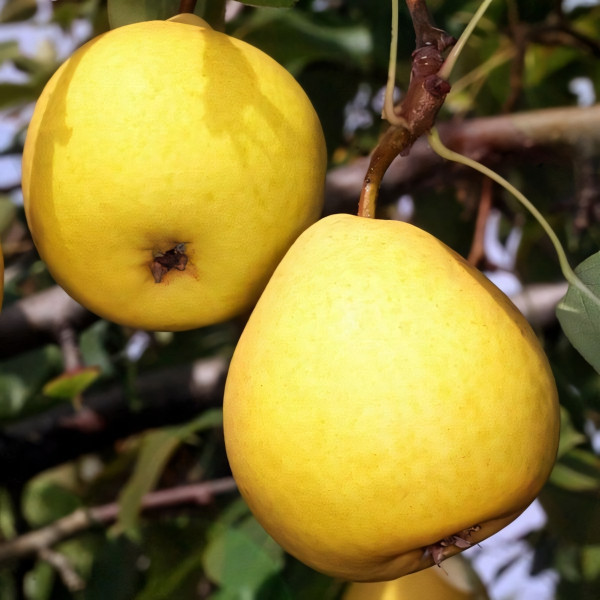 Саженцы Груша Лимонка