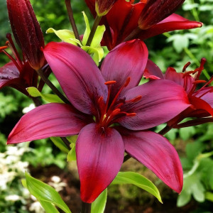  Лилия азиатская Black Jack (Блэк Джек)