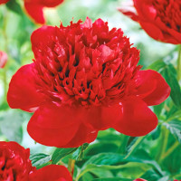 Саженец Пион Ред Шарм