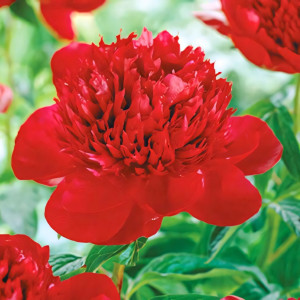 Пион Ред Шарм