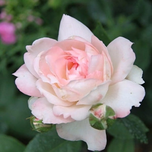 Саженцы Роза чайно-гибридная Байзер