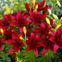 Луковицы  Лилия азиатская Black Jack (Блэк Джек) (3шт.)