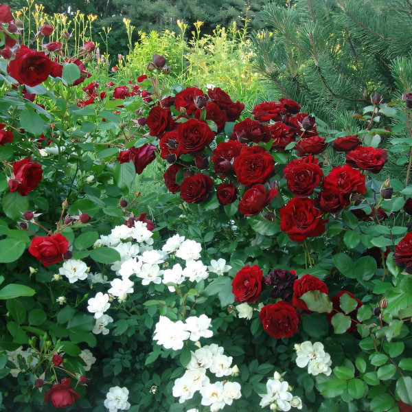 Саженцы Роза флорибунда Лаваглут