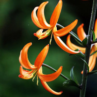 Луковицы  Лилия Orange Marmelade (Оранж Мармелад) (3шт.)