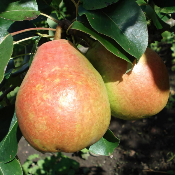 Саженцы Груша Августинка