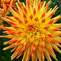 Саженцы Георгина кактусовая Rising Sun (Райзинг Сан)