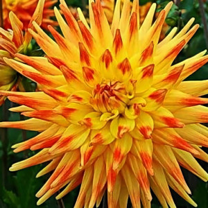 Саженцы Георгина кактусовая Rising Sun (Райзинг Сан)