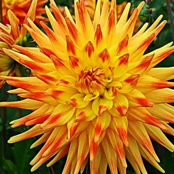 Саженцы Георгина кактусовая Rising Sun (Райзинг Сан)