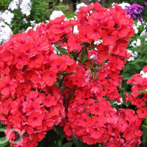 Саженцы Флокс Margarita (Маргарита)