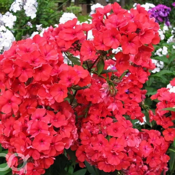 Саженцы Флокс Margarita (Маргарита)