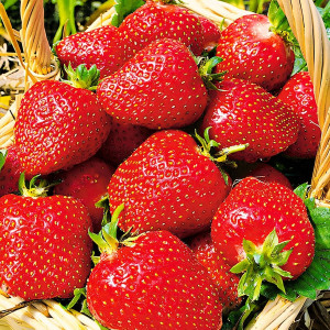 Клубника  Роксана  (упаковка 5 шт.)