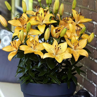 Луковицы  Лилия азиатская Solar Joy (Солар Джой) (3шт.)