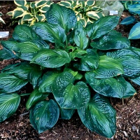 Саженцы Хоста Potomac Glory (Патомак Глори) L