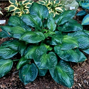 Саженцы Хоста Potomac Glory (Патомак Глори) L