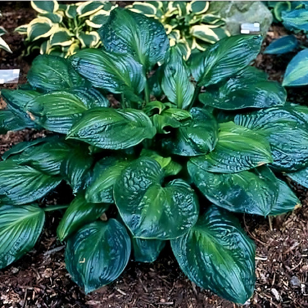 Саженцы Хоста Potomac Glory (Патомак Глори) L