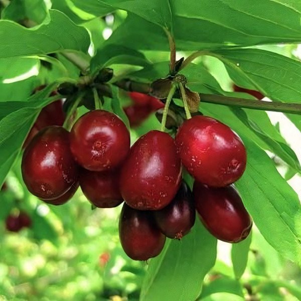 Саженцы Кизил Елена