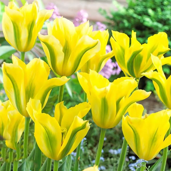 Луковицы Тюльпан зеленоцветный Йеллоу Спринг Грин (в упаковке - 3шт.)