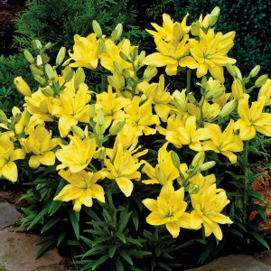  Лилия азиатская Fata Morgana (Фата Моргана)