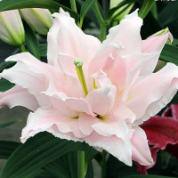 Луковицы  Лилия махровая восточная Amistad (Амистад) (3шт.)