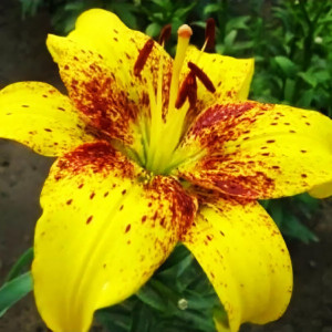  Лилия ЛА гибрид Golden Stonе (Голден Стоун)