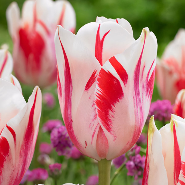 Луковицы Тюльпан Триумф Сорбет (в упаковке - 3шт.)